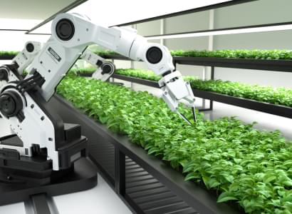 premium avocado sourcing and processing by Horizon Harvest