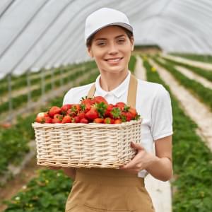 premium avocado sourcing and processing by Horizon Harvest